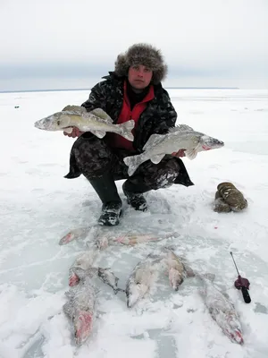 Приманки на судака зимой со льда. Мой мноолетний опыт. – рыболовные обзоры  | Рыбак SemenShad