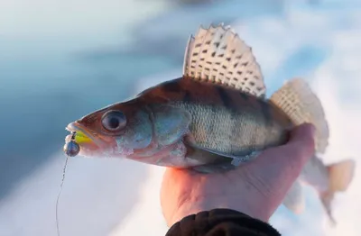 GalAVl.ru - Ловля судака на балансир: Зимняя рыбалка в Ярославской области
