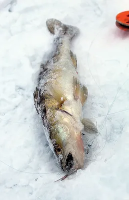 Рыбалка на судака зимой на ратлин» — создано в Шедевруме
