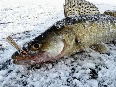 Эффективная ловля судака зимой по открытой воде и со льда | Клёвый | Дзен
