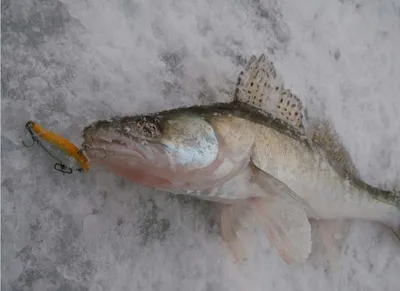 Большая мормышка на судака с посадкой кусочка рыбы - Воронежский рыболовный  клуб Minnow.ru (ВРК)