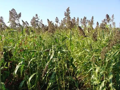 Суданка, Выращивание суданской травы, технология выращивания суданской травы
