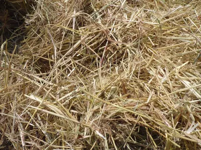 Ошибка агронома №47 - Сено суданской травы подобрал влажным | agrobook.ru