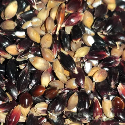 Продам семена суданки, купити семена суданки — Agro-Ukraine