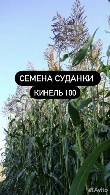 Продажа - Семена суданки