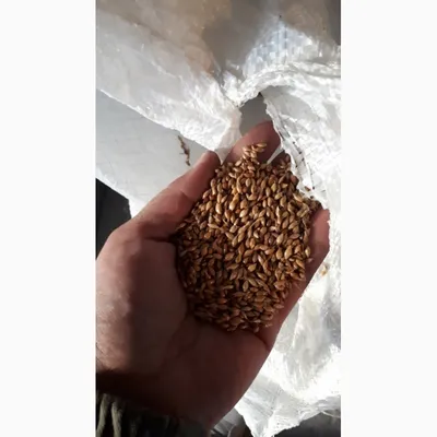 Семена Суданки Сорт Белявка (от 30кг) — Купить на BIGL.UA ᐉ Удобная  Доставка (1289210639)