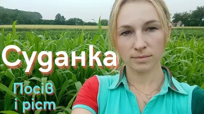 Продам семена суданки, Белявка - купити семена суданки, Белявка —  Agro-Ukraine