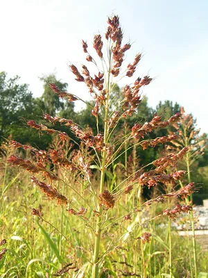 Суданская трава (суданка, сорго суданское) (Sorghum sudanense I'ers)