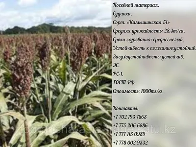 Продам суданка насіння, купити суданка насіння — Agro-Ukraine