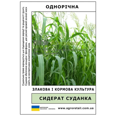 Семена суданки высокого качества.Насіння суданки.: 30 грн. - Сад / огород  Кривое Озеро на Olx