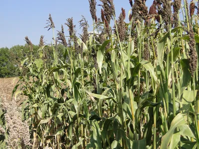 Продам семена Суданки (Белявка) , Одесса: Семена зерновых на Agronet