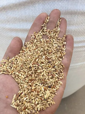 Суданская трава (суданка) - семена - купити на Агробіз, ціна40 грн. -  4394702