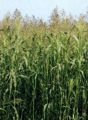 Продам качественные семена Суданки, Одесса — Agrotorg