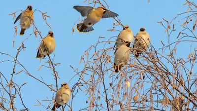 Свиристель - eBird