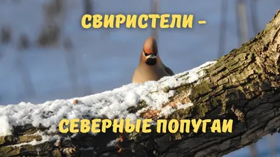 Не зима, а сказка: В Якутске -6°