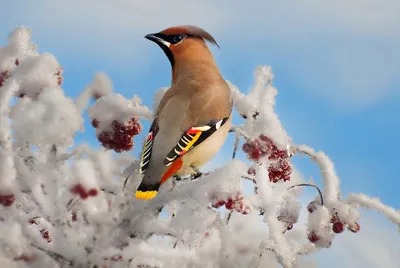 Свиристели зимой (Большое количество фото) - treepics.ru