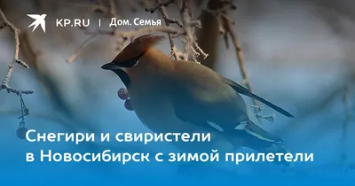 Свиристель птица хохолок. Свиристель птица фото зимой описание - YouTube