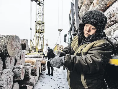 Глобальный распил. Вырубка тайги в Сибири вышла из-под контроля - РИА  Новости, 18.10.2021
