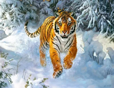 Фото тигра зимой фотографии