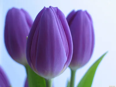 Обои Цветы Тюльпаны, обои для рабочего стола, фотографии цветы, тюльпаны,  фиолетовые Обои для рабочего стола, скач… | Тюльпаны, Красивые цветы,  Фиолетовые тюльпаны