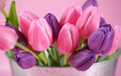 Обои на рабочий стол Розовые и лиловые тюльпаны, обои для рабочего стола,  скачать обои, обои бесплатно
