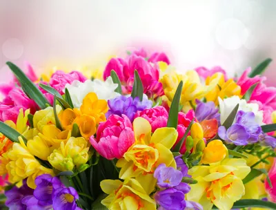 Фотографии Тюльпаны Фрезия цветок Нарциссы 5000x3800