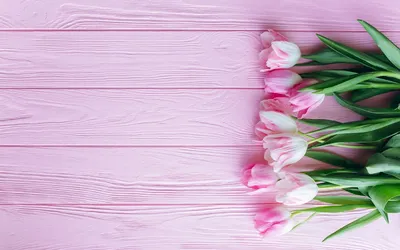 Обои тюльпаны, цветок, розовый, лепесток, растение - картинка на рабочий  стол и фото бесплатно