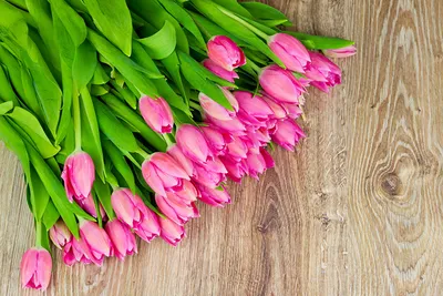 Фотографии розовых Тюльпаны цветок Много Крупным планом