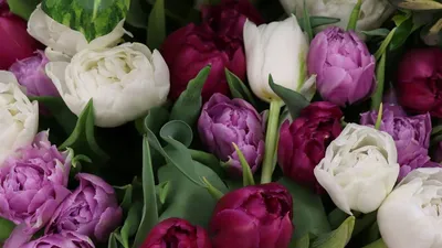 Обои на рабочий стол Разноцветные весенние тюльпаны. Фотограф Olga  Oginskaya, обои для рабочего стола, скачать обои, обои бесплатно