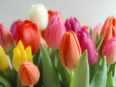 Весенние разноцветные тюльпаны - обои для рабочего стола, картинки, фото