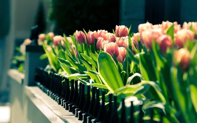 Обои на рабочий стол весна тюльпаны - 62 фото