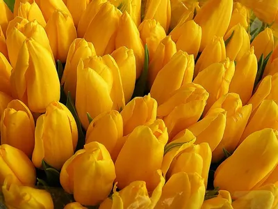 Фон рабочего стола где видно цветы, весна, бутоны желтых тюльпанов, обои  весенние цветы, скачать, flowers, spring, buds yellow tulips, spring  flowers wallpaper download