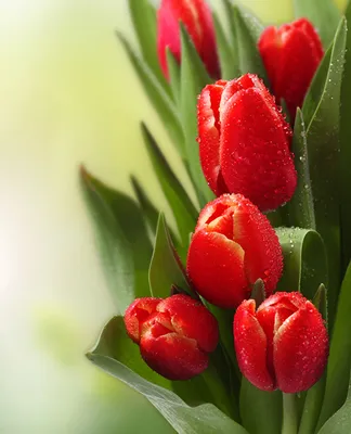Фото тюльпан красные Капли Цветы
