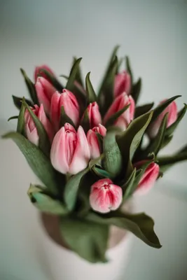 Multicolor Tulips - Обои На Рабочий Стол Тюльпаны - Free Transparent PNG  Clipart Images Download