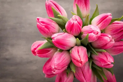 Обои тюльпаны, розовые тюльпаны, весна на рабочий стол