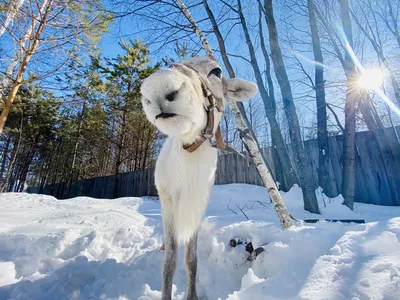 Фото тюмени зимой фотографии