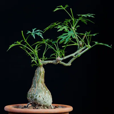 Коллекции растений ЦСБС СО РАН - Cissus rhombifolia (Baker) Vahl – Циссус  ромболистный (по новым данным Cissus alata Jacq.)