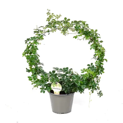 Циссус — самая быстрорастущая комнатная лиана | Комнатные растения,  Комнатное садоводство, Растения