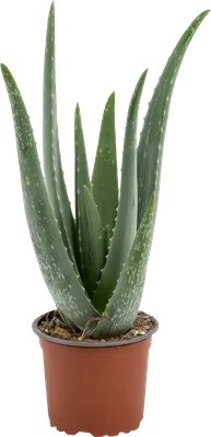 Алоэ древовидное (Столетник) ДИАМЕТР 37 см ВЫСОТА 110 см: Многоцелевое  растение для дома и здоровья 🌵 Greendekor.ru
