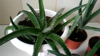 Aloe vera - алоэ вера алоэ - настоящее., 5-ти летние- по 250 лей, есть и  поменьше.