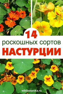 Настурция Черри Роуз, семена цветов, Legutko, Польша.