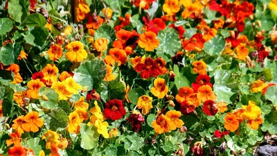 Настурция: описание цветка, уход и выращивание в домашних условиях