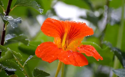 Настурция: описание и значение цветка | блог интернет - магазина АртФлора