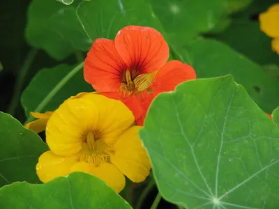Настурция: описание и значение цветка | блог интернет - магазина АртФлора