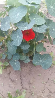 Семена Настурция Краса Индии одн - купить по выгодной цене | Урожайка