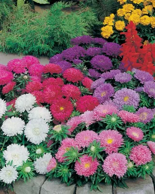 Купить семена цветов Астра почтой в Беларуси в интернет-магазине, каталог  семян с ценами