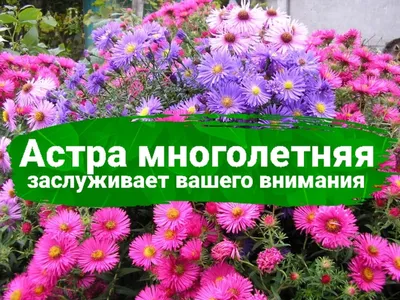 Выращивание астры из семян и основные правила ухода|Green-club.com.ua