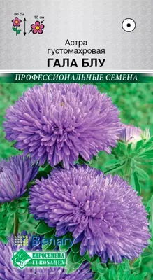 Семена Цветы, Астра, Превосходный Гасфорд, 0.3 г, цветная упаковка, Поиск в  Москве: цены, фото, отзывы - купить в интернет-магазине Порядок.ру