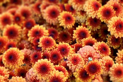 Цветы, цветы. Хризантемы. | Побег из города. Крым. | Дзен