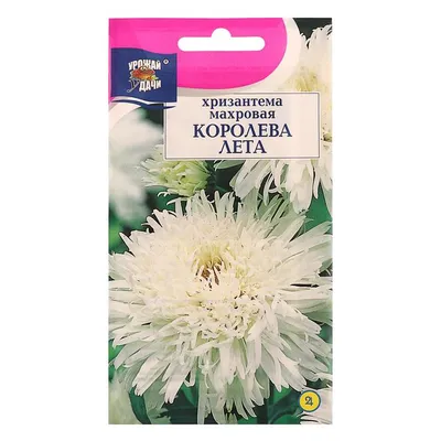 Купить Букет цветов Хризантемы розовые 7 бутонов ,60см - SPirk.ru